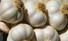 In der Ferrareser Küche ist der Knoblauch eindeutiger Protagonist, der zahlreichen Gerichten, vor allem Fischgerichten, die im südlichen Bereich des Ferrareser Gebietes an der Tagesordnung sind,..