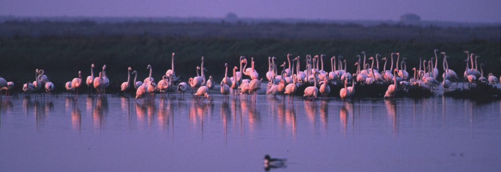 Die rosa Flamingos von Comacchio