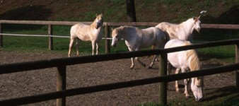 Reiten und Zucht "Spiaggia Romea"