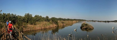 Cycling and birdwatching in the Po Delta