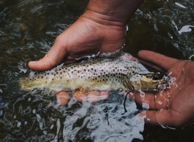 mani pesce