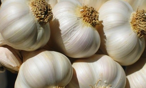 Garlic of Voghiera - DOP