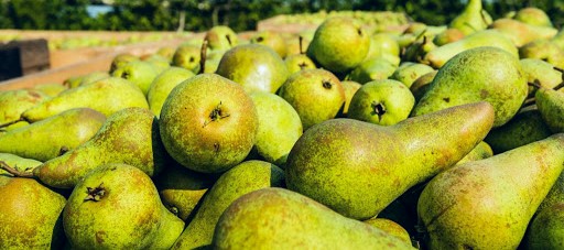 Pear from Emilia-Romagna - IGP