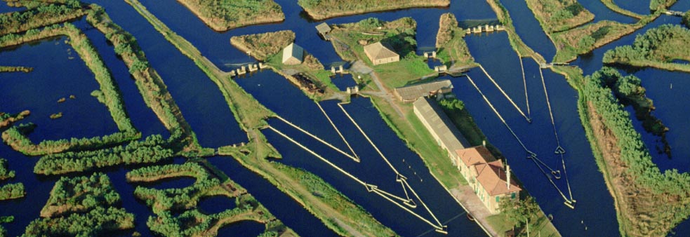 Wetlands and 'lavorieri'