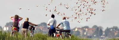 Birwatching by bike