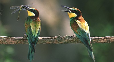 Birdwatching