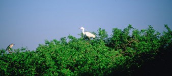 Oasis de la Garzaia