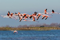 Salina de Comacchio