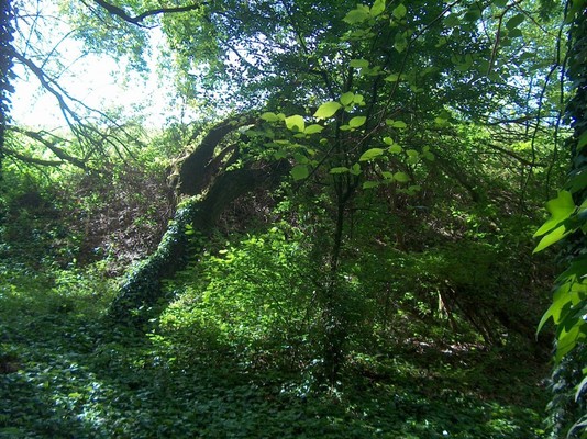 Bosque de Porporana 