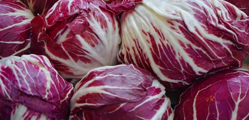 Radicchio (Achicoria)