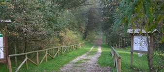 Bosque de la Panfilia