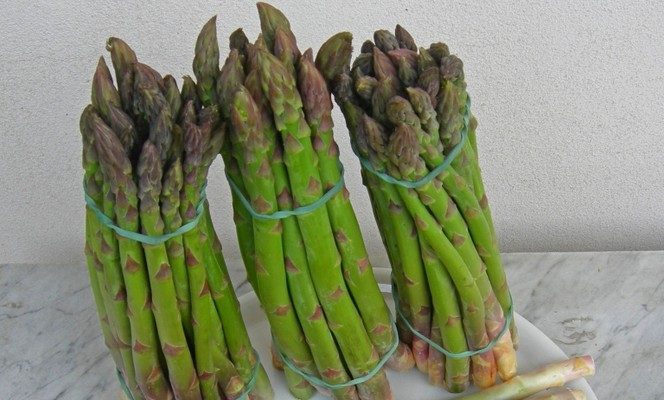 L'asperge vert de Altedo - IGP