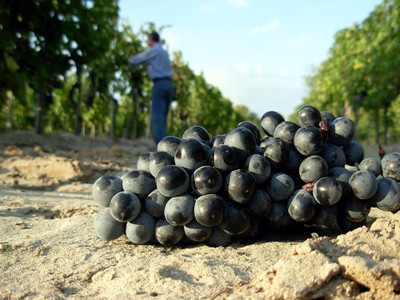 Vino delle sabbie