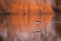 L’Ecomuseo di Argenta organizza escursioni guidate in Vallesanta per ammirare e conoscere le valli di Argenta, gustando lo spettacolo del tramonto tra canneti, piante, animali, suoni e colori. Al termine dell’evento ci sarà un ricco aperitivo con prodotti del territorio a cura dell’Agriturismo Vallesanta.