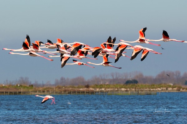 La salina - Parco Delta del Po