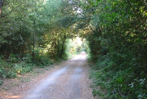 Pineta di Volano - Riserva Naturale Po di Volano