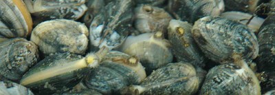 Vongole di Goro