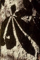 VECCHI AMICI - Grandi alberi a Ferrara
