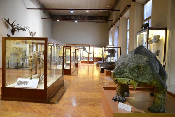 Museo di Paleontologia e Preistoria “Piero Leonardi”