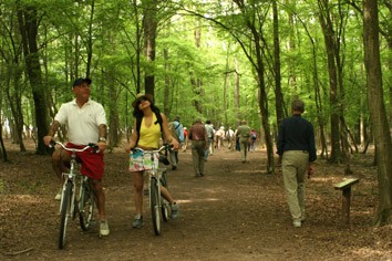 Escusioni nel Bosco della Mesola