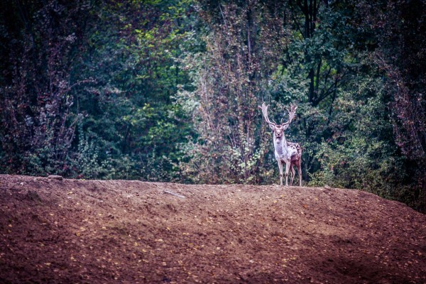 Riserva Naturale Bosco della Mesola - Parco Delta del Po