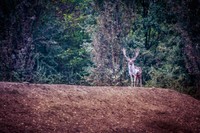 La Riserva Naturale del Gran Bosco della Mesola, con una superficie di 1.058 ettari, rappresenta uno degli ultimi e meglio conservati residui di bosco di pianura, memoria delle antiche foreste che si trovavano fino a qualche secolo fa lungo la costa adriatica. 