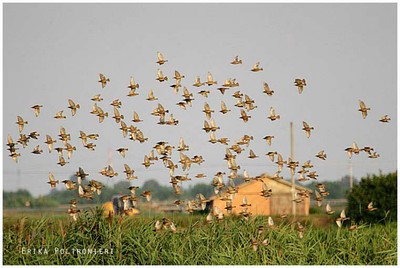 Uccelli in volo