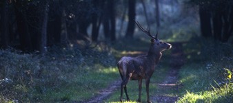 Una passeggiata nel Bosco della Mesola