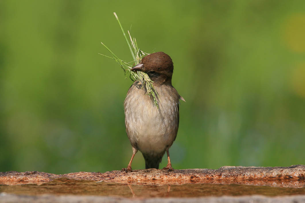 Birdwatching