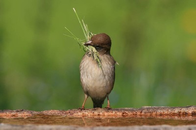 Birdwatching