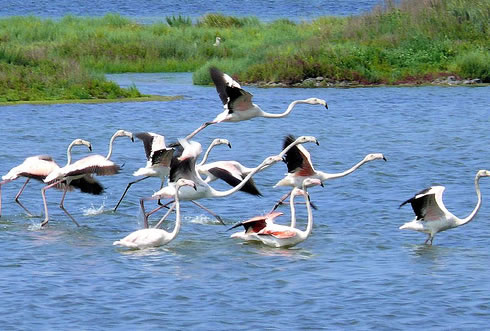 Fenicotteri sull'acqua