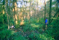 Il Bosco della Panfilia, oasi di protezione della fauna, si è formato circa tre secoli fa, in stretta relazione con le vicende idrogeologiche del fiume Reno. 